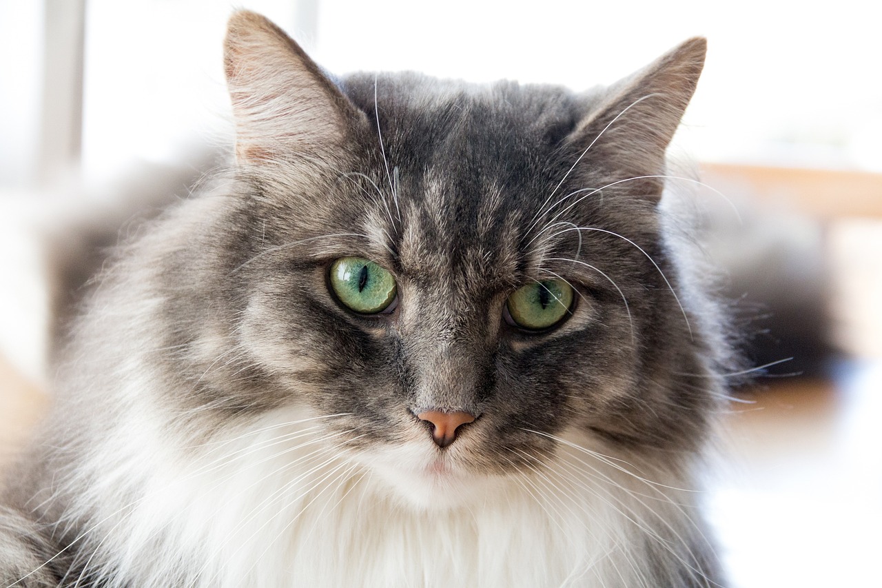 探索猫咪世界的魅力与时尚潮流，最新猫猫图片集萃