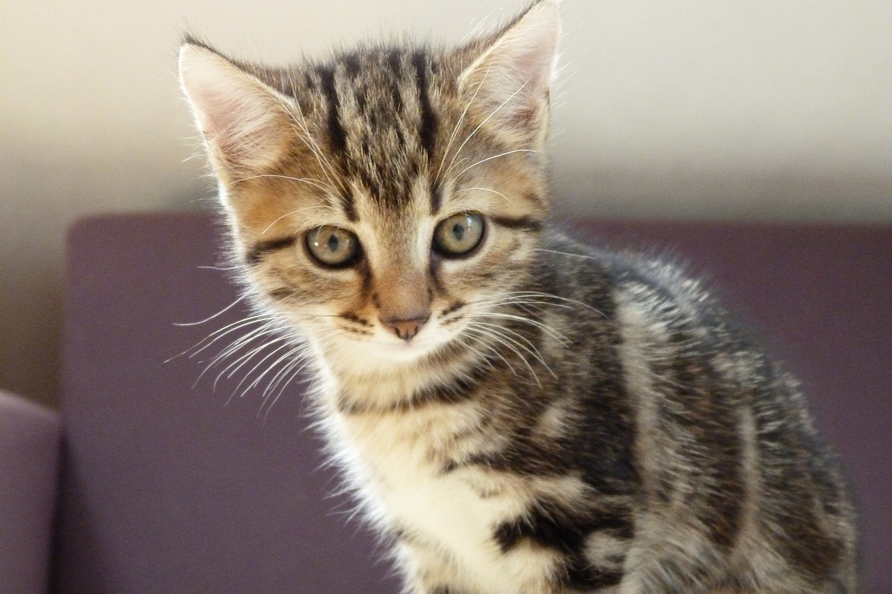 猫站最新探索，新时代猫咪的生活方式