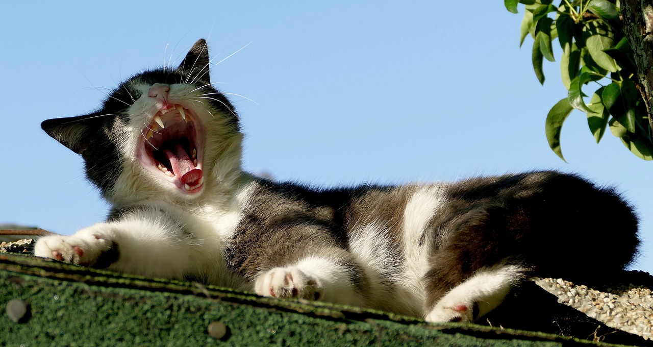 猫界音乐新纪元，探索最新猫咪歌曲