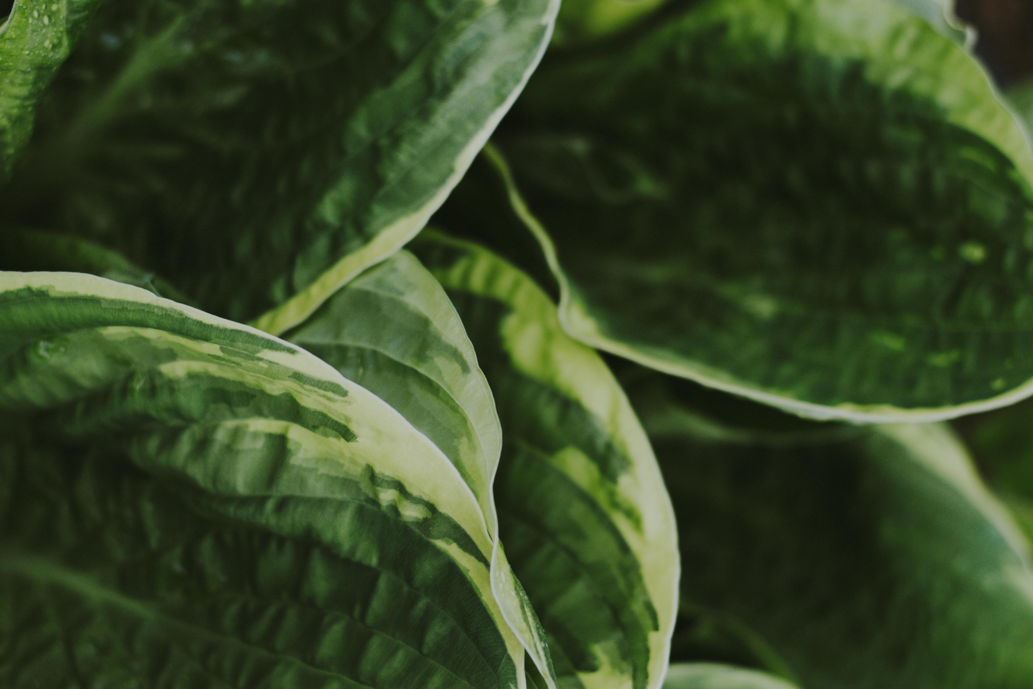 探索绿色生活新篇章，最新种蔬菜种植技术分享