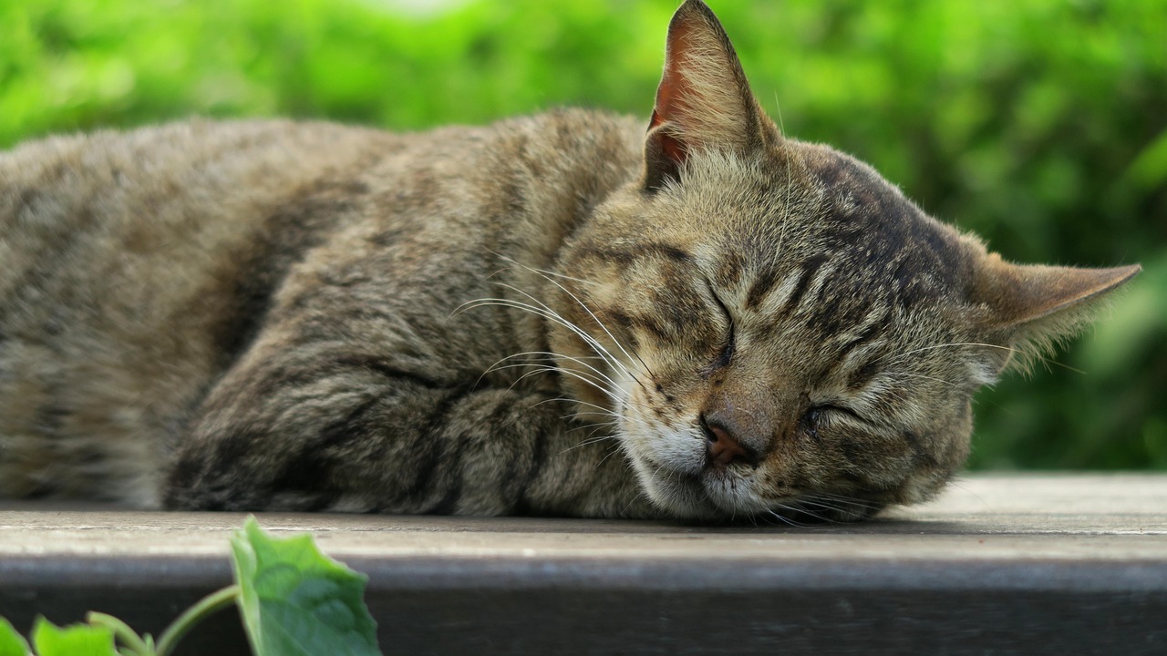 猫侍最新，探索猫咪文化的全新领域探索与发现
