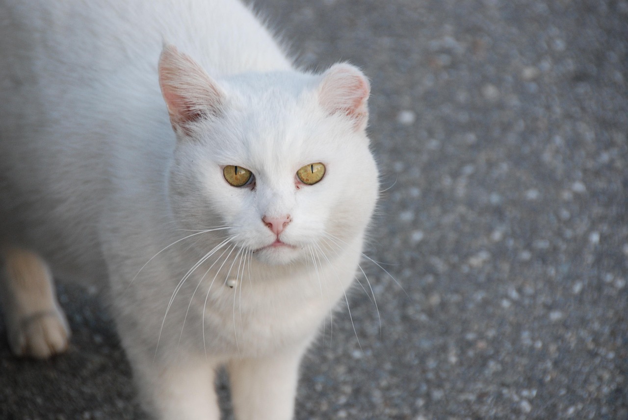 最新猫打架现象揭秘，原因探究与现场观察