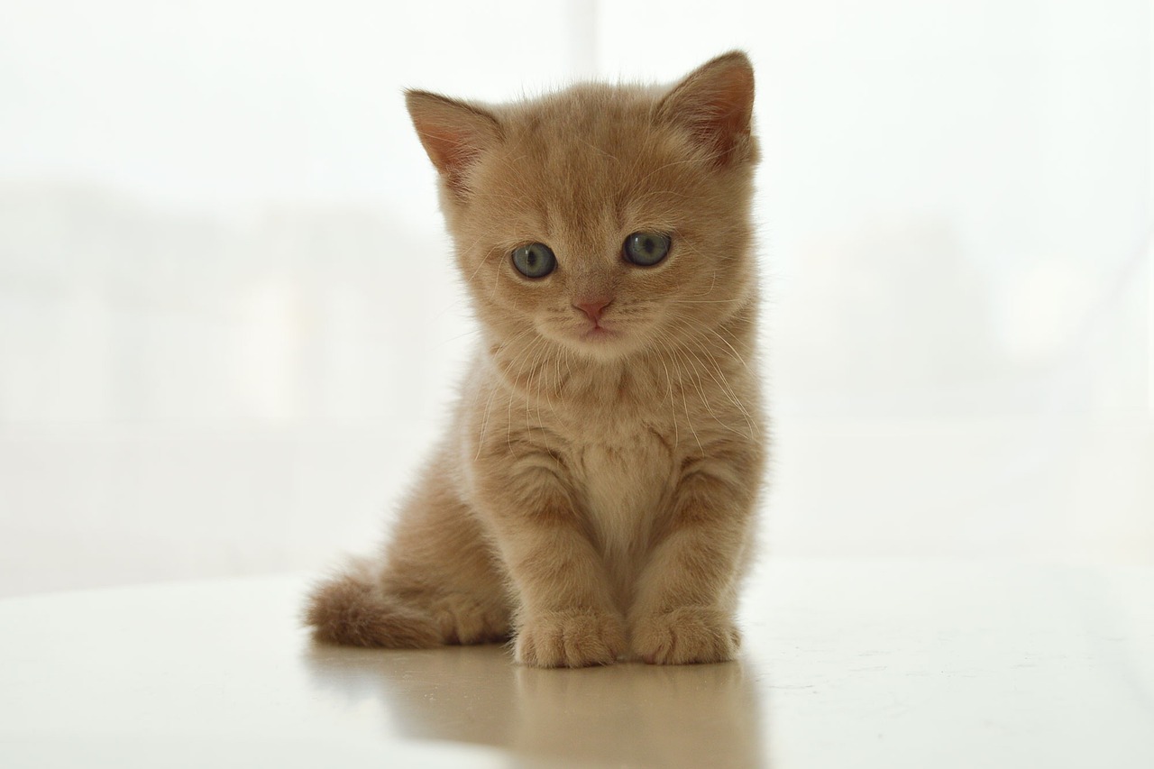最新猫咪站点，探索猫咪世界，爱猫人士的乐园分享