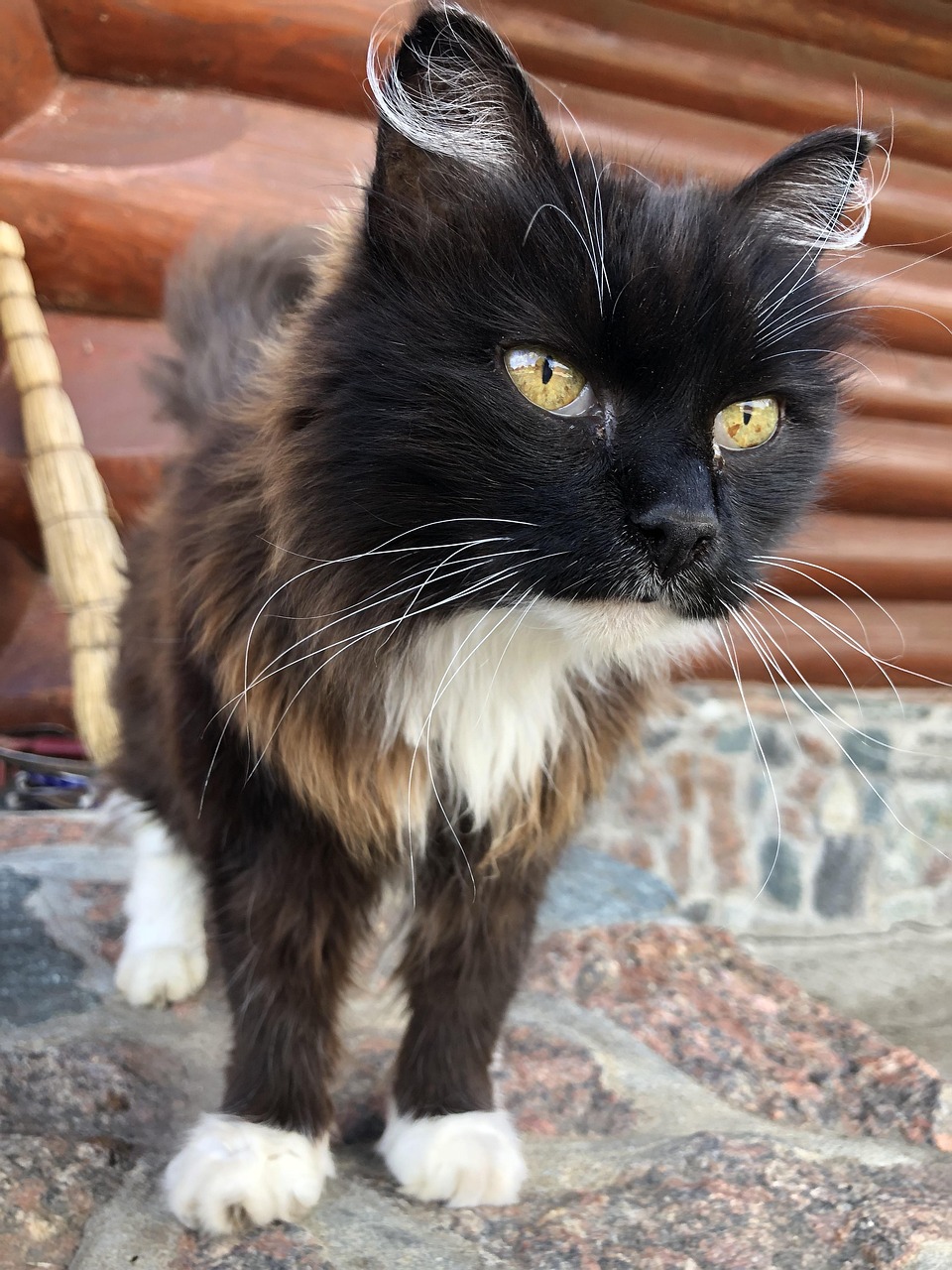 揭秘猫咪最新萌宠背后的秘密，猫咪的污世界探索