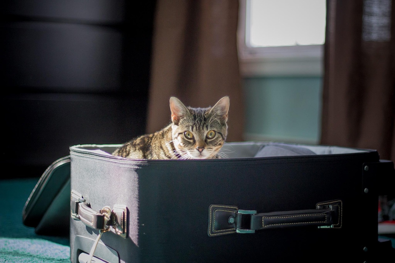 加菲猫最新季，猫的冒险与成长之旅