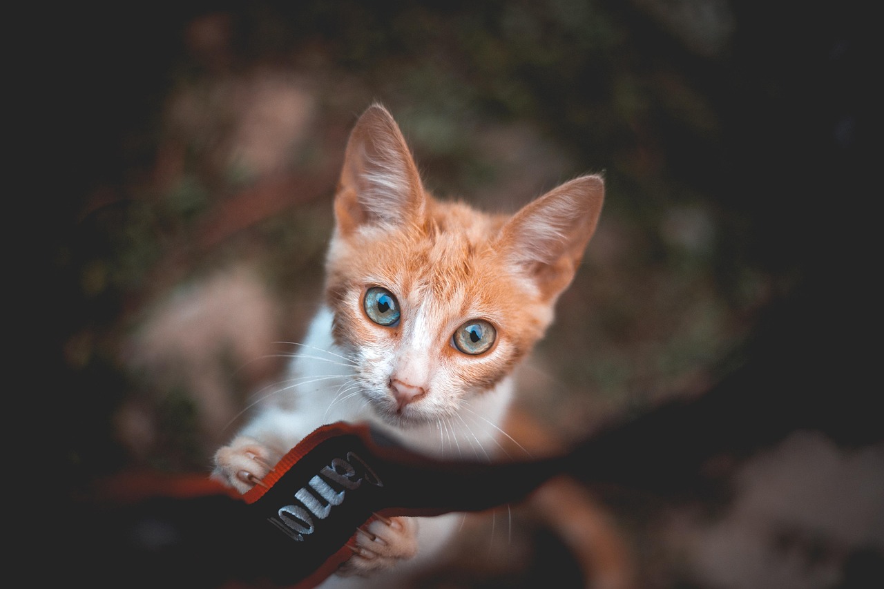 影视猫最新探索，全新影视世界体验