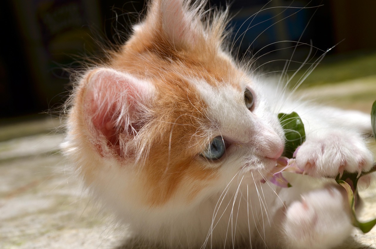 最新七猫，重新定义在线阅读体验