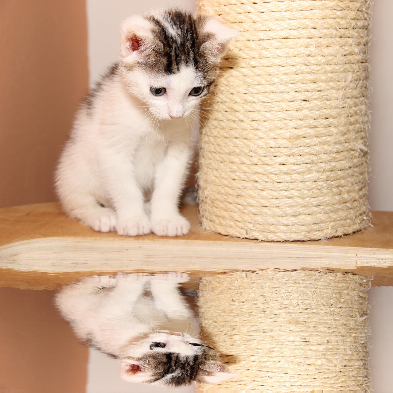 最新蝴蝶猫，展现魅力与独特特性
