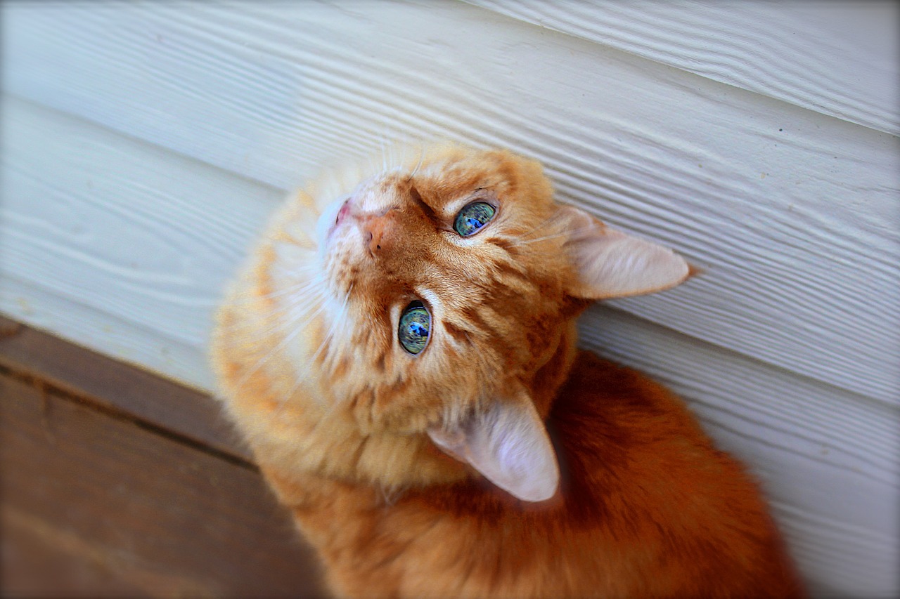 最新猫粮，营养升级与猫咪健康的新选择，打造猫咪幸福生活！