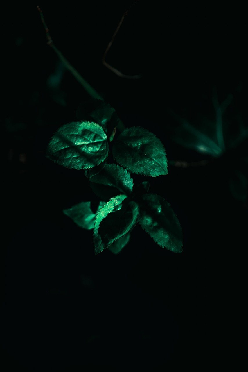木游侠最新动态，探索自然，开启绿色生活之旅