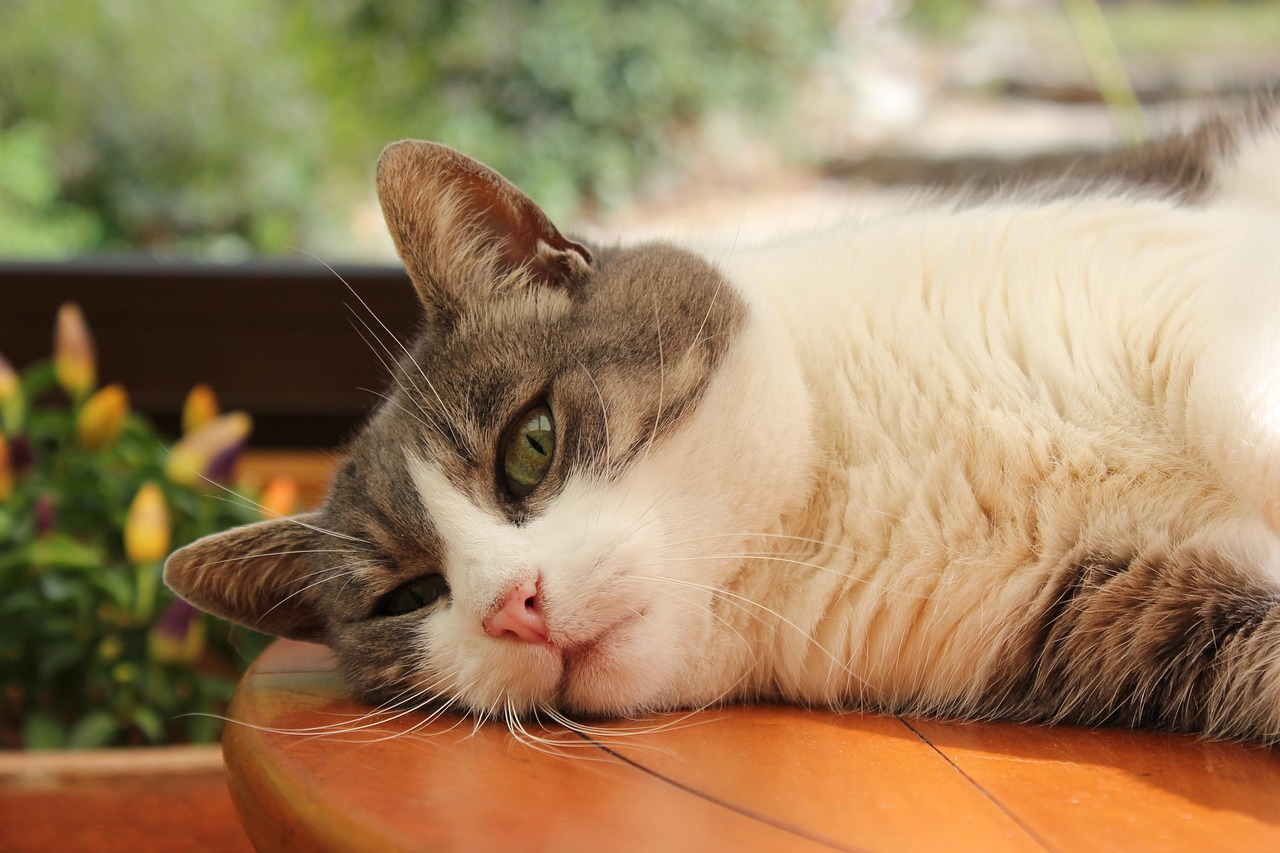最新整猫技术，重塑猫咪健康与美丽的综合方法攻略
