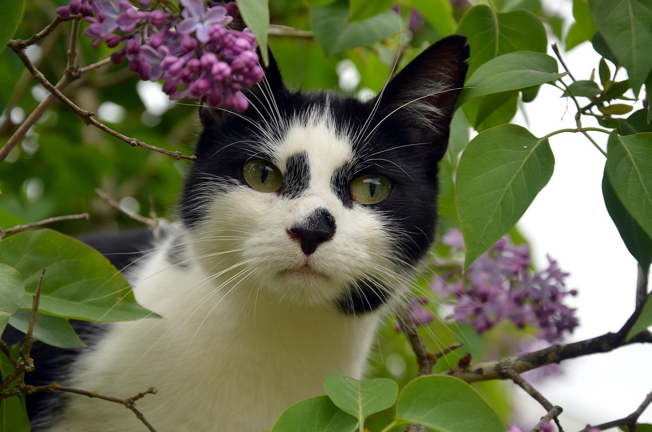 最新猫咪趣事分享，萌趣无限！