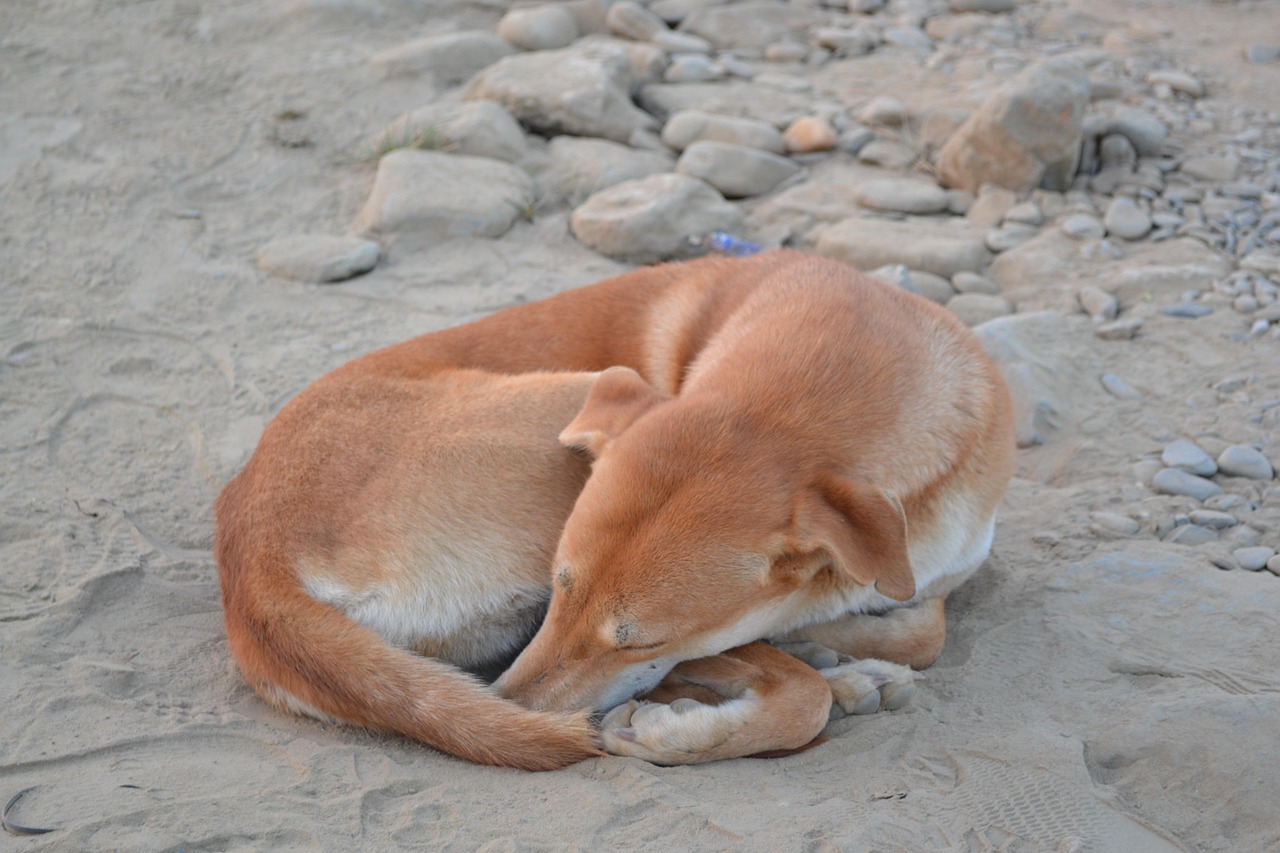 四月格力犬新品种揭秘，探索四月的惊喜与变化